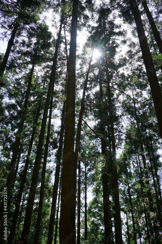Obraz premium Sunlight Shining Through a Forest of cedar trees on a country dirt road in Yoshino, Nara prefecture, Japan - 日本 奈良 吉野山 杉の木 