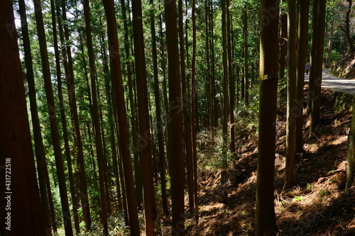 Fototapeta Naklejka Na Ścianę i Meble -  Sunlight Shining Through a Forest of cedar trees on a country dirt road in Yoshino, Nara prefecture, Japan - 日本 奈良 吉野山 杉の木  