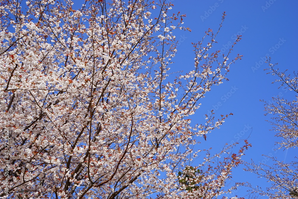 Yoshinoyama sakura cherry blossom . Mount Yoshino in Nara Prefecture, Japan's most famous cherry blossom viewing spot - 日本 奈良 吉野山の桜