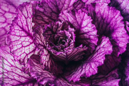 Closeup of colorful purple cabbage flower