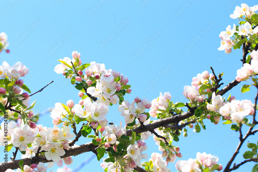 Apple blossoms over blurred nature background. Spring flowers. Spring Background. Apple blossoms over blurred nature background. Spring flowers. Spring Background.