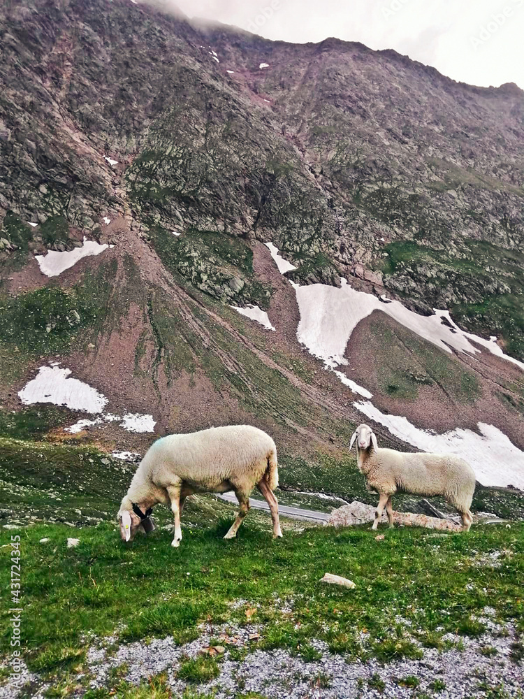 Fototapeta premium sheep in the high mountains