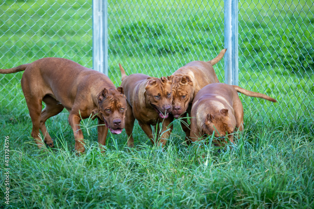 The pit bulls happily ran around on the green lawn in the cage. Many people tend to view it as ferocious. But its appearance is funny and cute. He has a habit of loving the owner of a big brown The pit bulls happily ran around on the green lawn in the cage. Many people tend to view it as ferocious. But its appearance is funny and cute. He has a habit of loving the owner of a big brown
