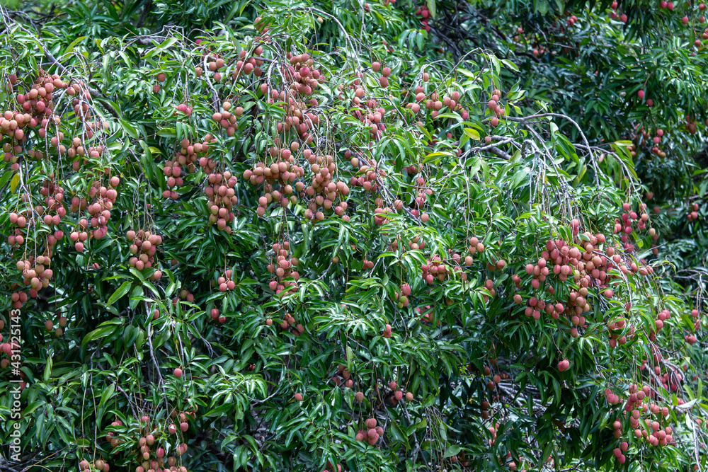 Fototapeta premium big red lychee, lots of fruit. Green leaf lychee tree in agricultural garden Summer in Thailand is sweet.