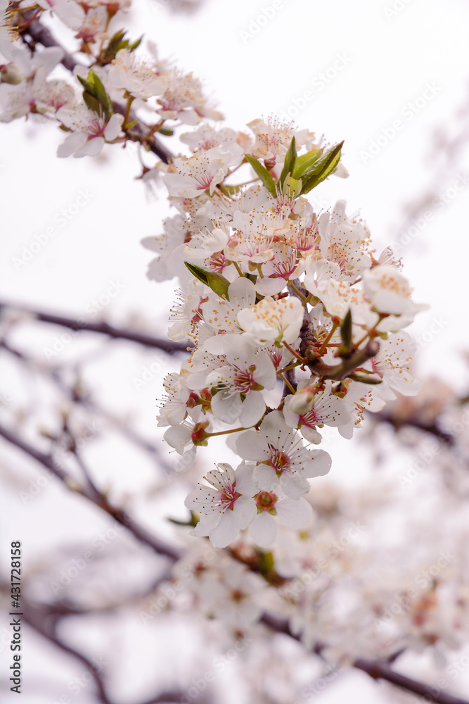 Beautiful nature scene with a blooming tree. Close-up of blossoming trees Beautiful nature scene with a blooming tree. Close-up of blossoming trees