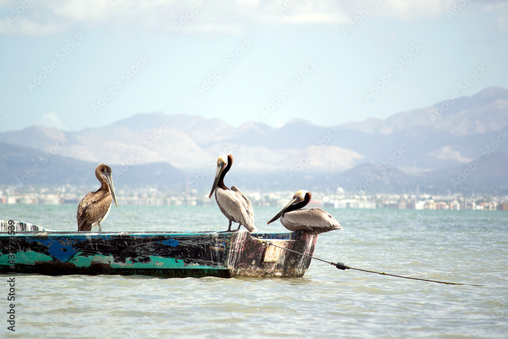 pelicans in a boat mexico beach