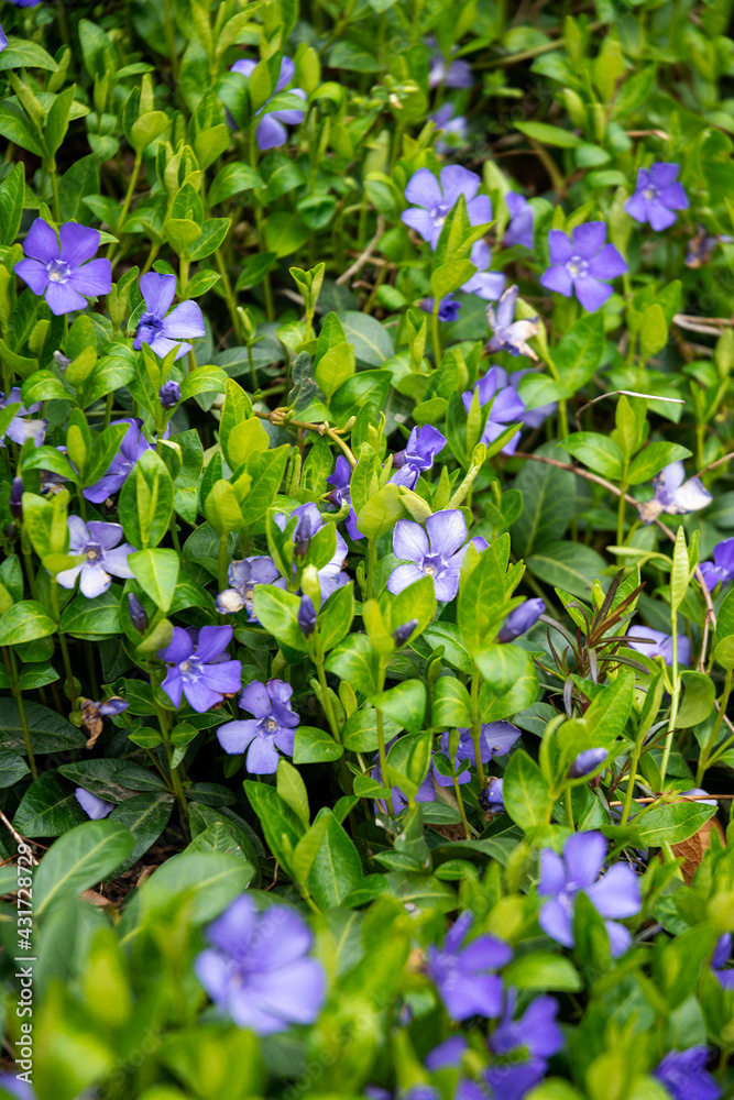 Beautiful purple flowers of vinca on background of green leaves. Vinca minor (small periwinkle, small periwinkle, ordinary periwinkle) as decoration of garden. Close-up. Concept of nature for design. Beautiful purple flowers of vinca on background of green leaves. Vinca minor (small periwinkle, small periwinkle, ordinary periwinkle) as decoration of garden. Close-up. Concept of nature for design.