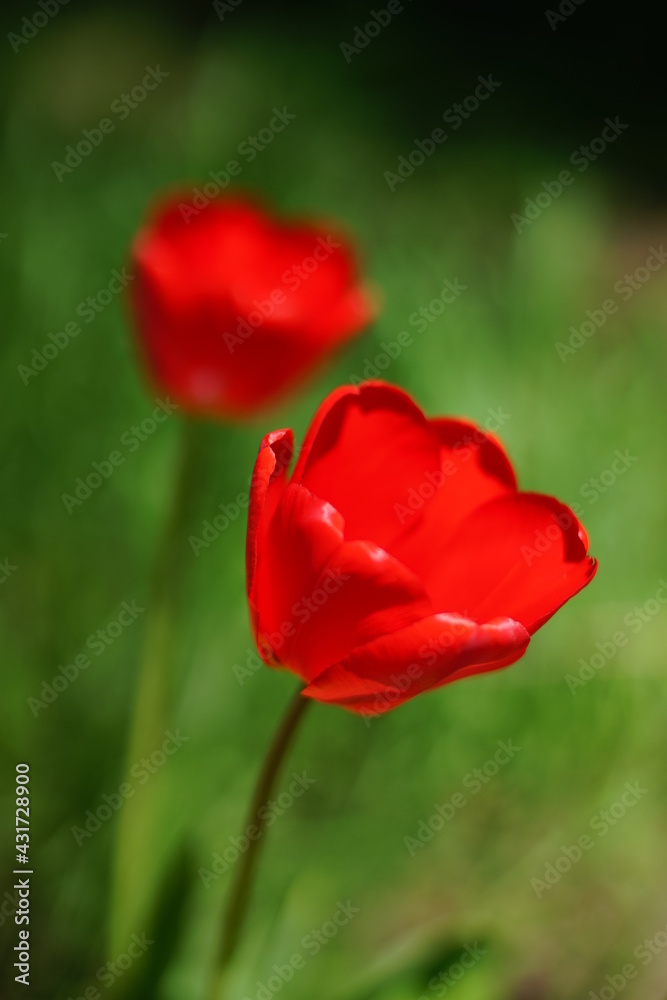 Two vivid red tulip flowers grows in sunny spring garden. Two vivid red tulip flowers grows in sunny spring garden.