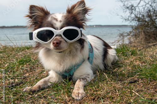 Chihuahua mit Sinnenbrille Insel Rügen