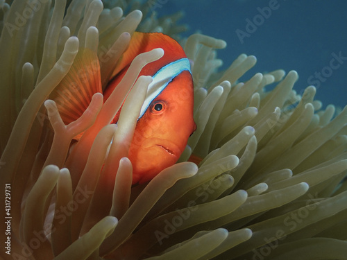 Clown fish is hiding in an anemone photo