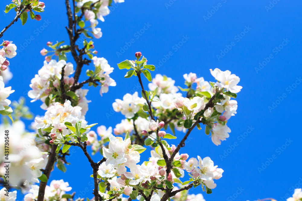 Apple blossoms over blurred nature background. Spring flowers. Spring Background. Apple blossoms over blurred nature background. Spring flowers. Spring Background.