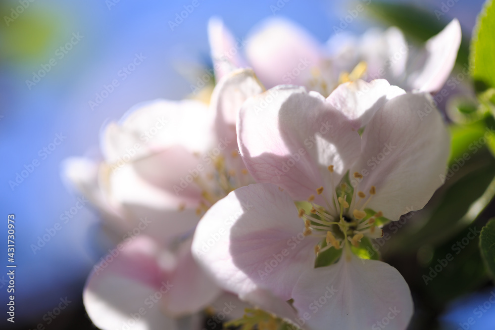 Apple blossoms over blurred nature background. Spring flowers. Spring Background.