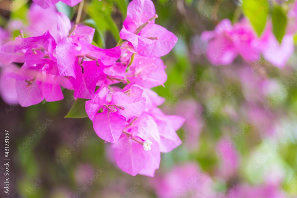 Pink spring flower (Bougainvillea, Purple bush, buganvilla, bugambilia, bunga kertas, Napoleon, Santa Rita, Papelillo) in nature with bokeh blurred background.