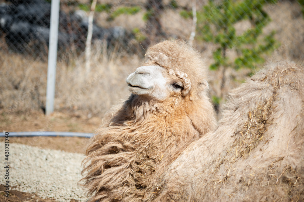 smiling camel lying on the grass