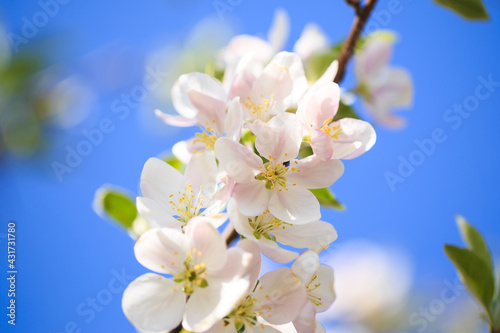 Apple blossoms over blurred nature background. Spring flowers. Spring Background.