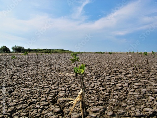 mangrove replant in dry soil in