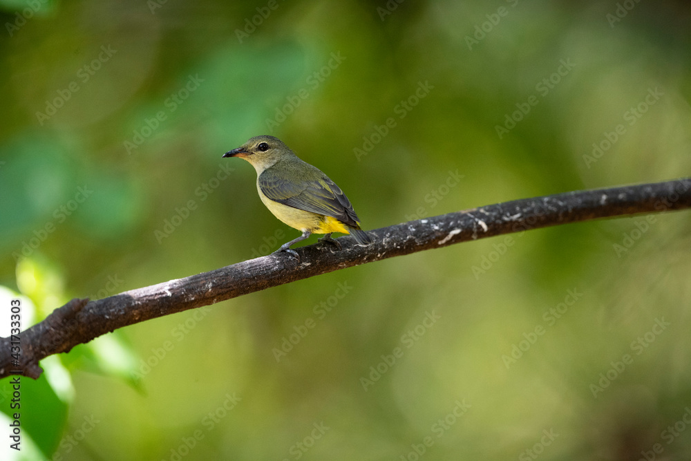 Orange - bellied Flowerpecker Orange - bellied Flowerpecker