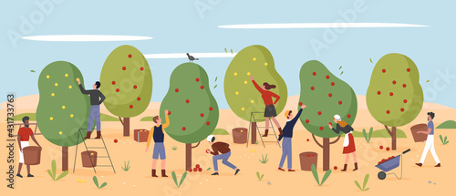 People work, farmers pick apples in autumn farm garden, agriculture workers harvesting