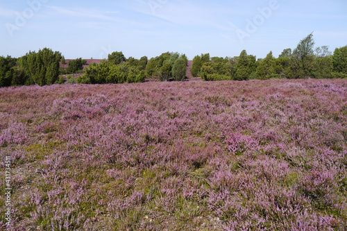 Wallpaper Mural Lüneburger Heide mit Heideblüte Torontodigital.ca