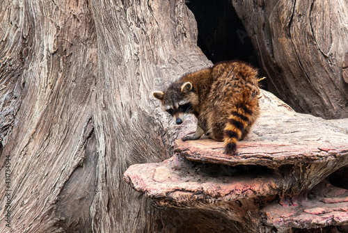 Raccoon on a wooden background