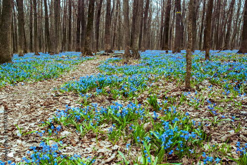 First spring flowers in the forest

