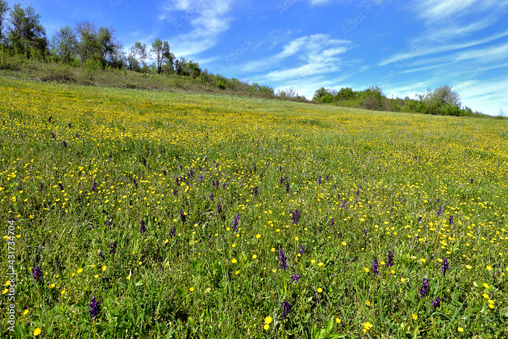 GREEN MEADOW WITH FLOWERS IN SPRING