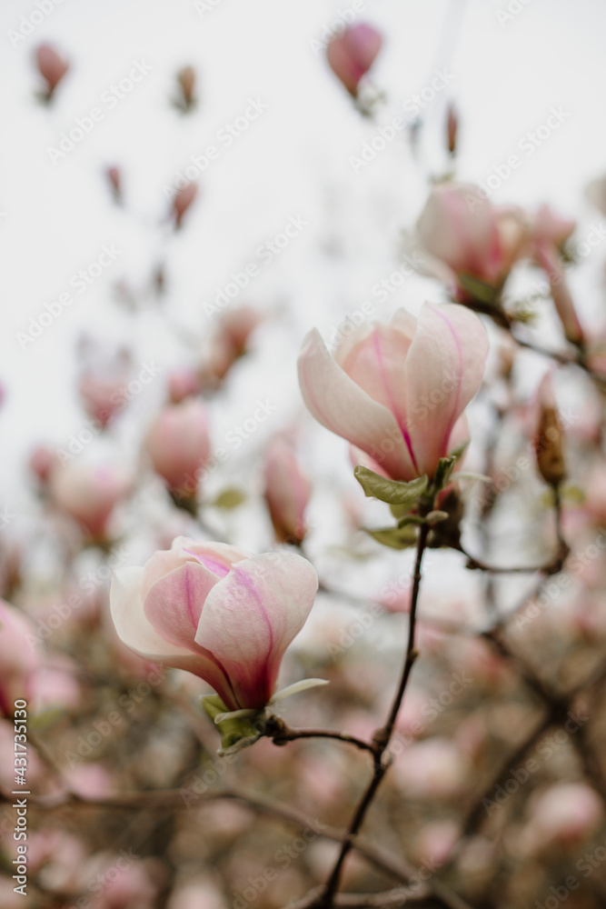 branches of white magnolia with a pink tint close up. details of pink magnolia tree. blooming pink magnolia in the garden. branches of white magnolia with a pink tint close up. details of pink magnolia tree. blooming pink magnolia in the garden.
