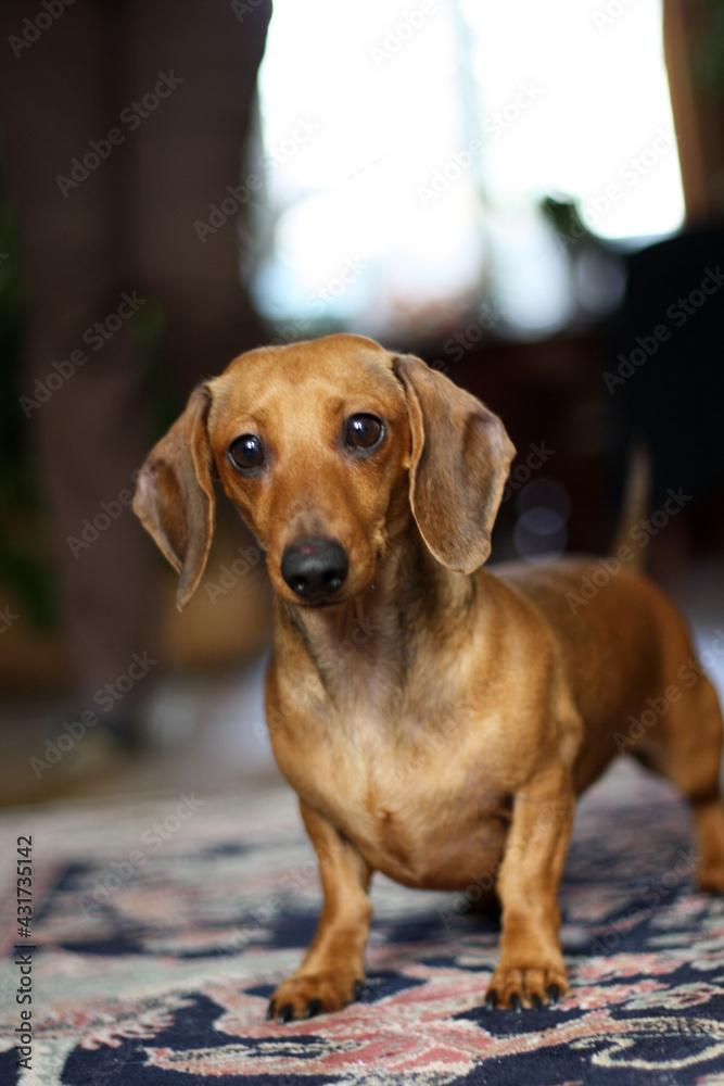 portrait of a young brown dachshund
