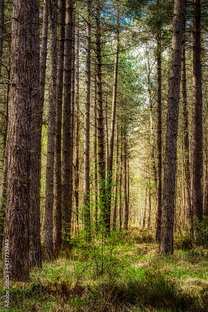 Obraz premium Forêt