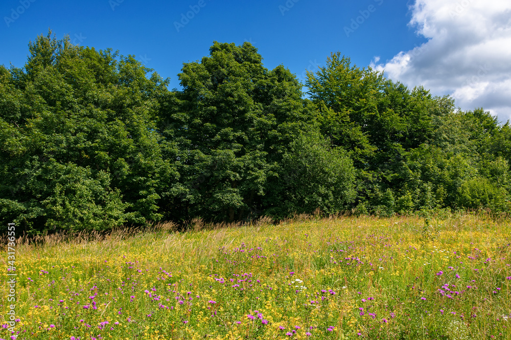 grassy glade among the beech forest. sunny nature scenery in summertime. landscape with fluffy clouds on the blue sky