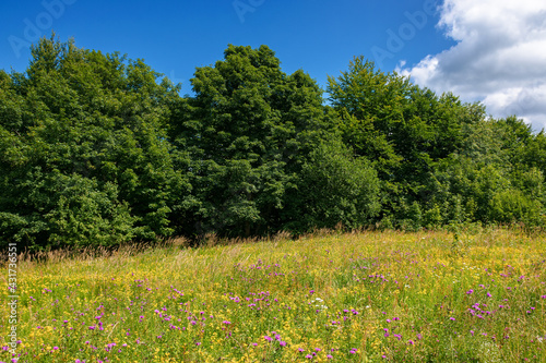 grassy glade among the beech forest. sunny nature scenery in summertime. landscape with fluffy clouds on the blue sky