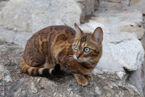 Exotic hybrid bengal cat in nature