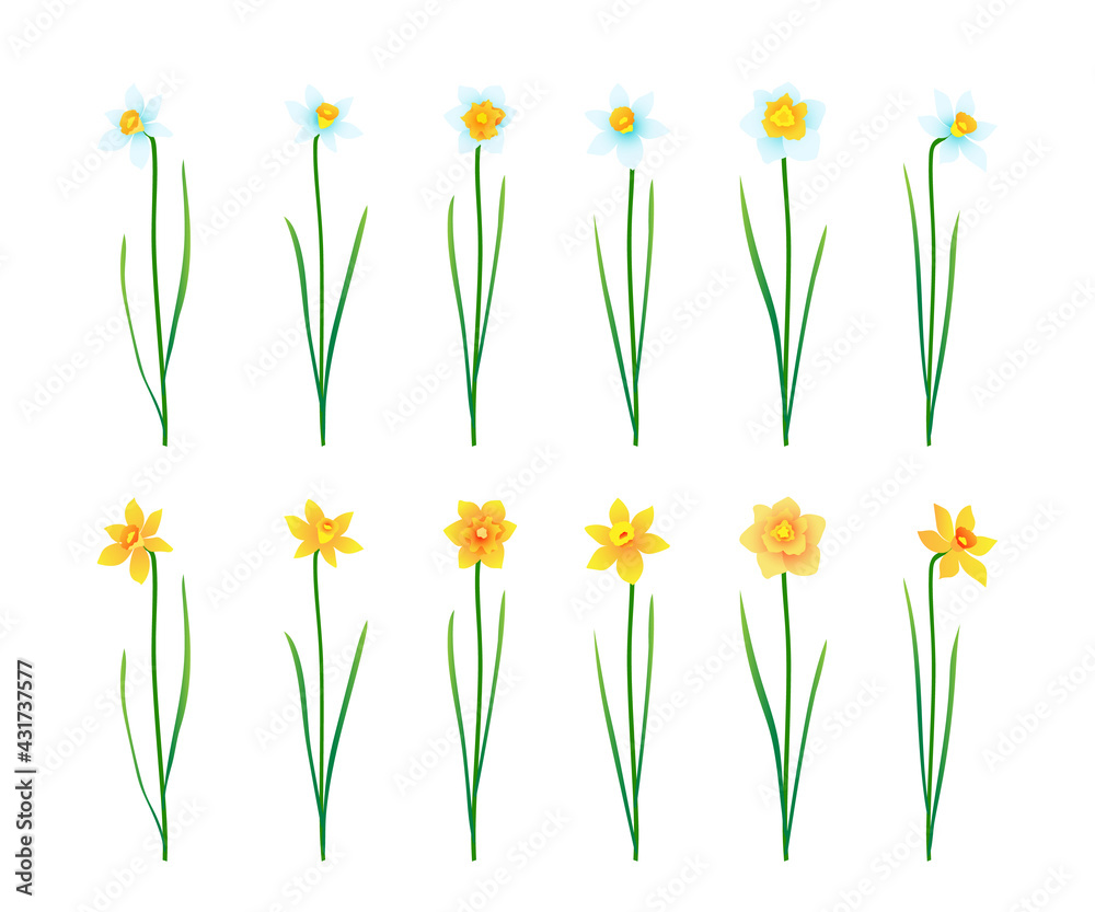 Set of narcissus isolated on white background. Vector illustration
