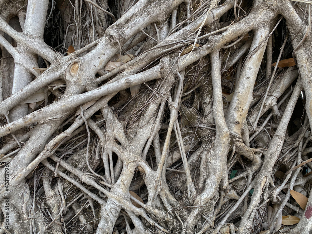 Natural banyan tree root path floor ground background. Natural banyan tree root path floor ground background.