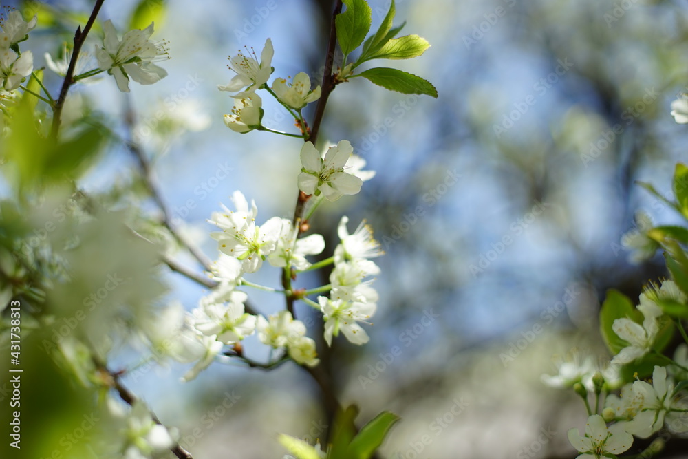 Blooming plum tree with white flowers in spring garden on blue sky background.