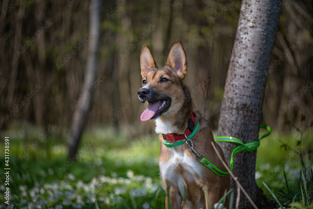 Beautiful purebred young dog on a leash in the spring forest.