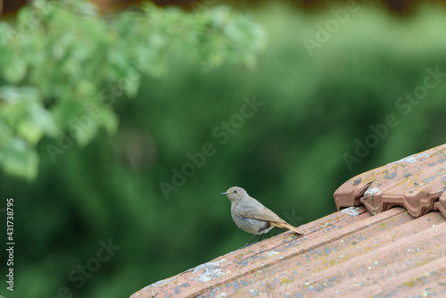 Oiseau rouge queue isolé photo