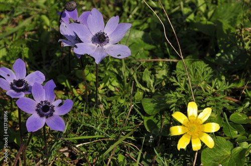 Closeup of colourful flowers in Greece in Spring photo