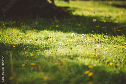 Sunny lawn with dandelion flowers