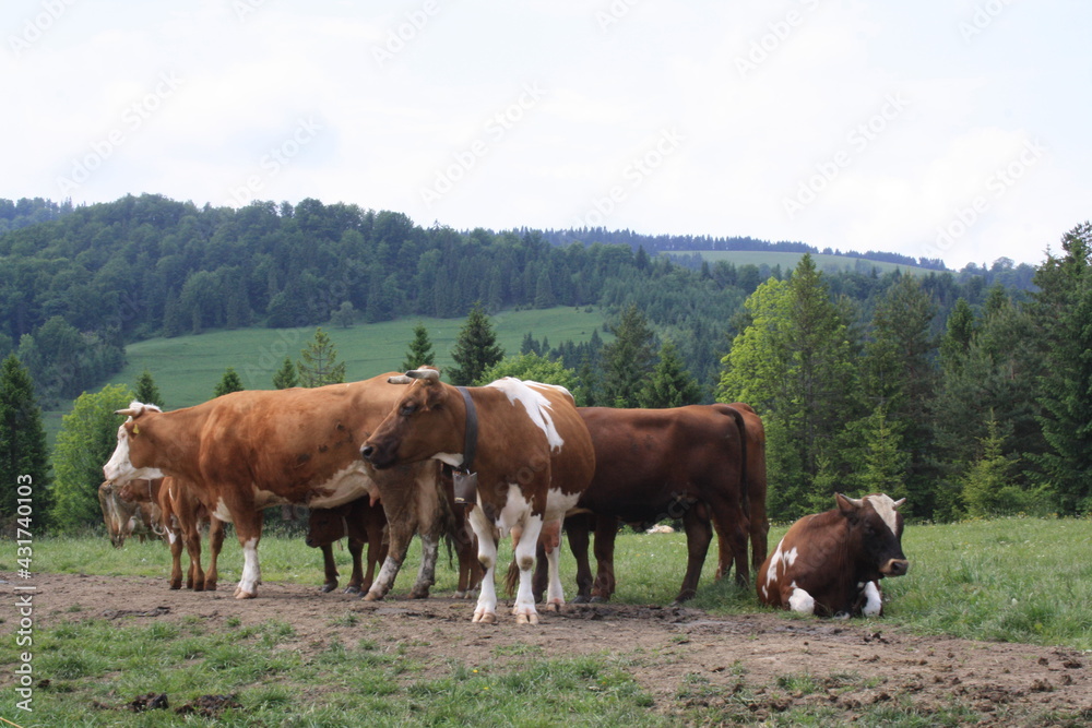 herd of brownish white cows in the Carpathians