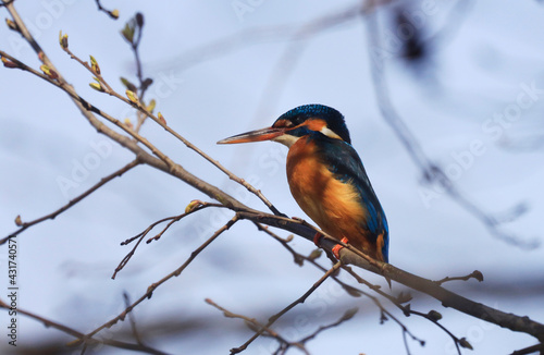 A Common Kingfischer (alcedo atthis) in the Reed, Heilbronn, Germany