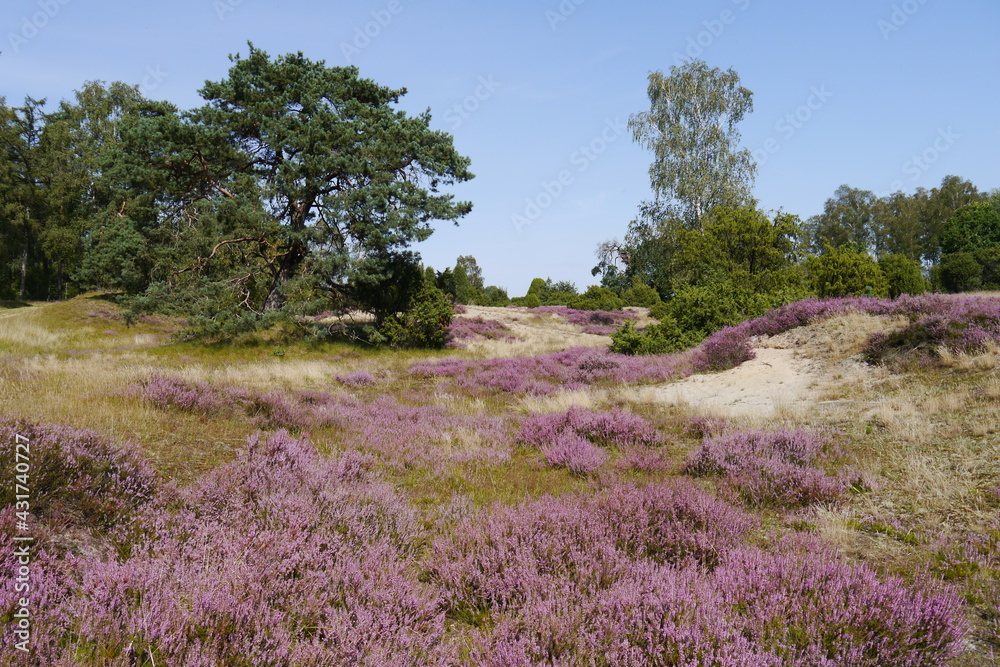 Blühendes Heidekraut und Sanddüne Lüneburger Heide Blühendes Heidekraut und Sanddüne Lüneburger Heide