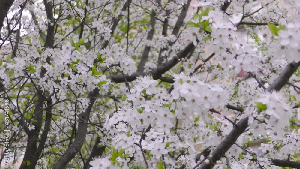 Spring card close-up many branches of apricots with flowers and greens sway in the wind Spring card close-up many branches of apricots with flowers and greens sway in the wind