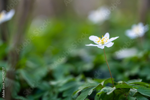 Wood anemone flower in a forest