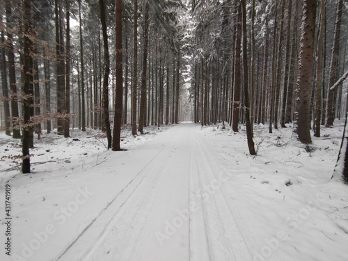 Snow covered forest path