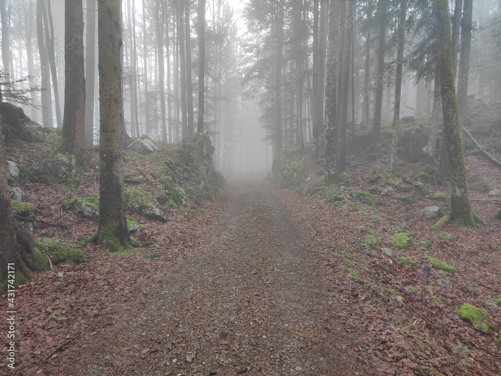 Path through the woods in misty setting