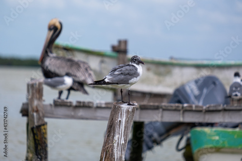 Seagulls on a wooden pier. Birds on a pier. Wooden pier full of birds.  © LP Productions