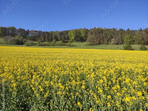 Rapeseed field with blue sky