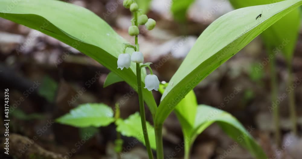 Flowers of lily of the valley, Convallaria majalis Flowers of lily of the valley, Convallaria majalis