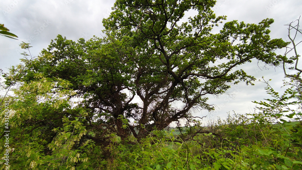 Fototapeta premium Grande quercia in primavera nelle Marche